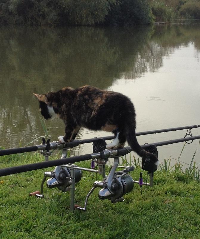 Diverse - ricky-thomas-cat.jpg